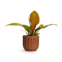 Philodendron Prince Of Orange -Plant potted plants Philodendron Prince of Orange 10.5x30cm Duncan Plant Pot Rust 14x13cm