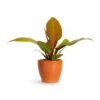 Philodendron Prince Of Orange 2 Philodendron Prince Of Orange -Plant potted plants Philodendron Prince of Orange 10.5x30cm Sven Plant Pot Mandarin 13x11cm