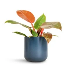 Philodendron Prince Of Orange -Plant potted plants Philodendron Prince of Orange 12x25cm Lisbon Plant Pot Navy 15x15cm