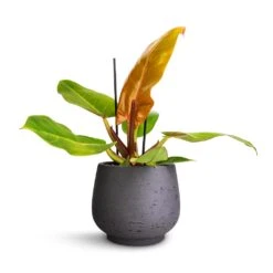 Philodendron Prince Of Orange -Plant potted plants Philodendron Prince of Orange 12x25cm Mini Pixie Plant Pot Black Washed 18x15cm
