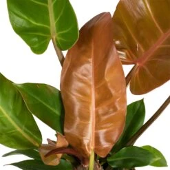 Philodendron Prince Of Orange -Plant potted plants Philodendron Prince of Orange 17x35cm close up 2