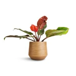 Philodendron Prince Of Orange -Plant potted plants Philodendron Prince of Orange 17x50cm Dune Darcy Planter Almond 30x26cm 0820a25a 3fc7 4498 aa1b 5a5bda01a1c8