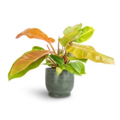 Lykke Plant Pot - Sage -Plant potted plants Philodendron Prince of Orange 17x50cm Lykke Plant Pot Sage 21x20cm 7c09e0f4 85bc 437d 99a7 cca96e0fe403