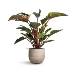 Cody Plant Pot - Ridged Cement -Plant potted plants Philodendron Red Beauty 27x100cm Cody Plant Pot Ridged Cement 35x31cm 133d28d8 2361 4291 ba84 d5fa71095e66