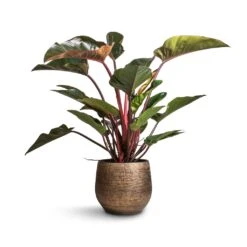 Ryan Plant Pot - Shiny Gold -Plant potted plants Philodendron Red Beauty 27x100cm Ryan Plant Pot Shiny Gold 36x32cm 8542260e 1c67 48dc a319 49f590e6cc21
