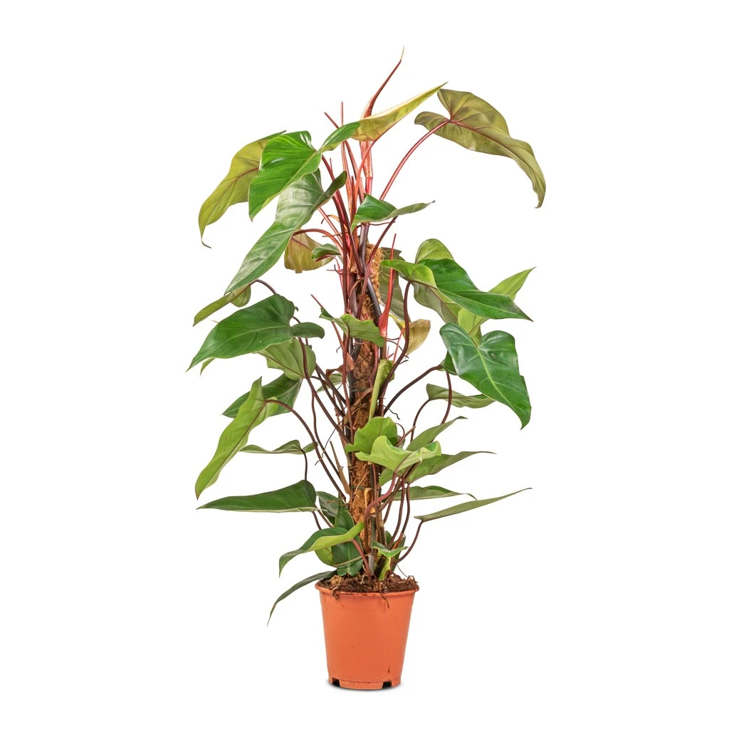 Philodendron Erubescens Red Emerald - Moss Pole 5 Philodendron Erubescens Red Emerald - Moss Pole - Image 3