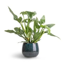 Philodendron Hastatum Silver Queen 10 Philodendron Hastatum Silver Queen -Plant potted plants Philodendron Silver Queen 17x50 Odile Plant Pot Petrol 24x19cm