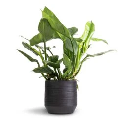 Norell Plant Pot - Black -Plant potted plants Philodendron Silver Queen 17x50cm Norell Plant Pot Black 25x24cm 42869367 bde0 4167 87c2 b633a8192b57