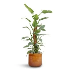 Philodendron Hastatum Silver Queen - Moss Pole -Plant potted plants Philodendron Silver Queen Moss Pole 17x65cm Jordy Plant Pot Caramel 20x18cm