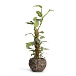 Luxe Lite Moon Globe Planter - Bronze -Plant potted plants Philodendron Silver Queen Moss Pole 17x65cm Luxe Lite Moon Globe Planter Bronze 28x20cm