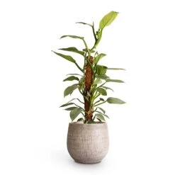 Ryan Plant Pot - White Black -Plant potted plants Philodendron Silver Queen Moss Pole 17x65cm Ryan Plant Pot White Black 26x26cm