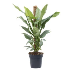 Philodendron Hastatum Silver Queen - Moss Pole -Plant potted plants Philodendron Silver Queen Moss Pole 19cm