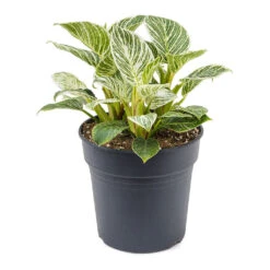 Philodendron Birkin - White Wave 34 Philodendron Birkin - White Wave -Plant potted plants Philodendron White Wave 21cm