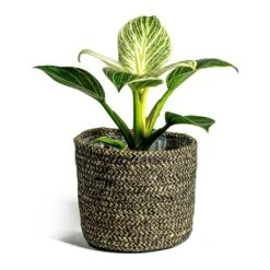 Philodendron Birkin - White Wave 31 Philodendron Birkin - White Wave -Plant potted plants Philodendron White Wave Maartje Plant Baskets Set of 5 black ea2fd914 3fc3 471b 9a08 e55525747cbc