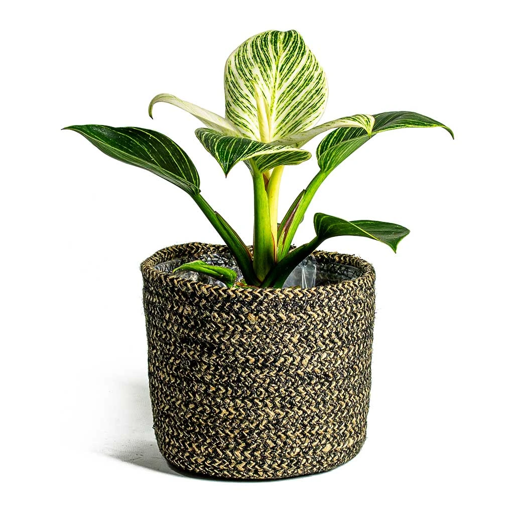 Philodendron Birkin - White Wave 14 Philodendron Birkin - White Wave - Image 12