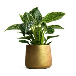 Philodendron Birkin - White Wave 22 Philodendron Birkin - White Wave -Plant potted plants Philodendron White Wave Patt Plant Pot Metallic Gold