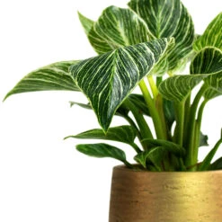 Philodendron Birkin - White Wave 30 Philodendron Birkin - White Wave -Plant potted plants Philodendron White Wave Patt Plant Pot Metallic Gold Close Up