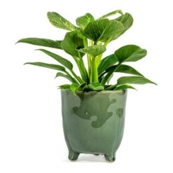 Philodendron Birkin - White Wave 36 Philodendron Birkin - White Wave -Plant potted plants Philodendron White Wave green plant pot