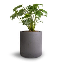 Philodendron Winterbourn - Xanadu Philodendron 14 Philodendron Winterbourn - Xanadu Philodendron -Plant potted plants Philodendron Winterbourn Xanadu Philodendron 19x40cm Puk Plant Pot Black Washed 25x25cm