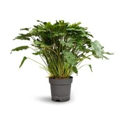 Philodendron Winterbourn - Xanadu Philodendron 18 Philodendron Winterbourn - Xanadu Philodendron -Plant potted plants Philodendron Winterbourn Xanadu Philodendron 21x60cm