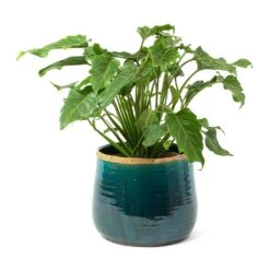Philodendron Winterbourn - Xanadu Philodendron 15 Philodendron Winterbourn - Xanadu Philodendron -Plant potted plants Philodendron Winterbourn Xanadu Philodendron Iris Plant Pot Turquoise