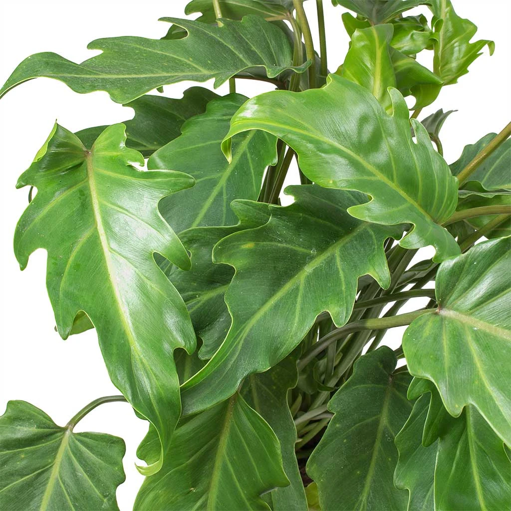Philodendron Winterbourn - Xanadu Philodendron 4 Philodendron Winterbourn - Xanadu Philodendron - Image 2