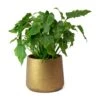 Philodendron Winterbourn - Xanadu Philodendron -Plant potted plants Philodendron Winterbourn Xanadu Philodendron Patt Plant Pot Metallic Copper
