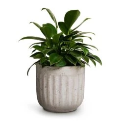 Philodendron Erubescens Green Princess 14 Philodendron Erubescens Green Princess -Plant potted plants Philodendron erubescens Green Princess 12x25cm Duncan Plant Pot Cement 17x16cm 420ff894 e98d 44e5 96e1 4347c8b2e6f2