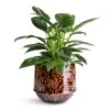Philodendron Erubescens Green Princess -Plant potted plants Philodendron erubescens Green Princess 12x25cm Noud Plant Pot Marrakesh 17x15cm