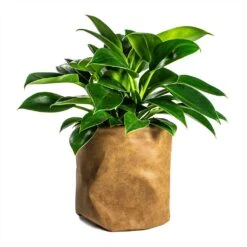 Philodendron Erubescens Green Princess 15 Philodendron Erubescens Green Princess -Plant potted plants Philodendron erubescens Green Princess 12x25cm Plant Pot Juna Cognac 25x25cm