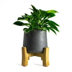 Philodendron Erubescens Green Princess 16 Philodendron Erubescens Green Princess -Plant potted plants Philodendron erubescens Green Princess 12x25cm Plant Pot Patt Low Stand Black Washed 20x21cm