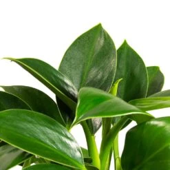 Philodendron Erubescens Green Princess 13 Philodendron Erubescens Green Princess -Plant potted plants Philodendron erubescens GreenPrincess Houseplant Far Leaf 12x25cm