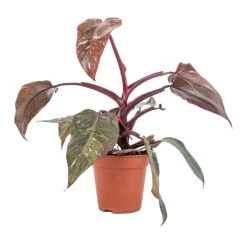 Philodendron Erubescens Pink Princess -Plant potted plants Philodendron erubescens Pink Princess 12x25cm 2