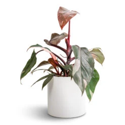Puk Essentials Planter - Matt White -Plant potted plants Philodendron erubescens Pink Princess 12x25cm Puk Essentials Planter Matt White 15x15cm fad5b674 5f6e 47b2 ae8a 068b643d5215