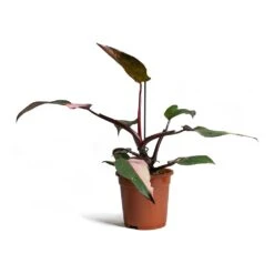 Philodendron Erubescens Pink Princess -Plant potted plants Philodendron erubescens Pink Princess 17x50cm