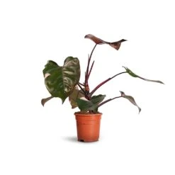 Philodendron Erubescens Pink Princess -Plant potted plants Philodendron erubescens Pink Princess 17x50cm 2faec663 900d 499f 8d2b 6bd4e1e1b690
