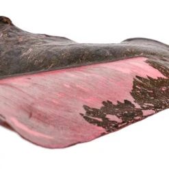 Philodendron Erubescens Pink Princess -Plant potted plants Philodendron erubescens Pink Princess SWATCH 2