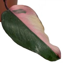 Philodendron Erubescens Pink Princess -Plant potted plants Philodendron erubescens Pink Princess smallleaf