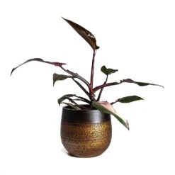 Mya Plant Pot - Shiny Mocha -Plant potted plants Philodendron erubescens pink Princess Houseplant 17x50cm Plant Pot MYA Mocha 22x20cm 4b1412cc d9fe 49cd a989 a36d48b70164