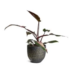 Philodendron Erubescens Pink Princess -Plant potted plants Philodendron erubescens pink Princess Houseplant 17x50cm Plant Pot Rinca Shiny Black 21x19cm