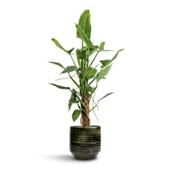 Sanna Plant Pot - Moss Green -Plant potted plants Philodendron hastatum Silver Queen Moss Pole 17x65cm Sanna Plant Pot Moss Green 25x23cm d6f2d50f c0c4 434d 93ca 44f136a06d4f