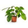 Philodendron Pedatum - Oak Leaf Philodendron -Plant potted plants Philodendron pedatum Oak Leaf Philodendron 12x25cm