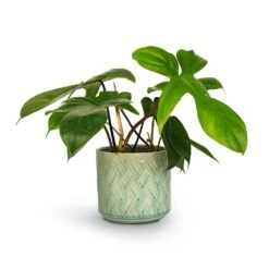Philodendron Pedatum - Oak Leaf Philodendron -Plant potted plants Philodendron pedatum Oak Leaf Philodendron 12x25cm Barcelona Plant Pot Jade Green Celadon 14x12cm