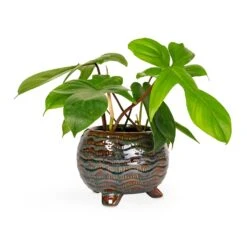 Dewi Plant Pot - Marrakesh -Plant potted plants Philodendron pedatum Oak Leaf Philodendron 12x25cm Dewi Plant Pot Marrakesh 18x14cm 276365b0 880c 4158 9e59 828415d627ce