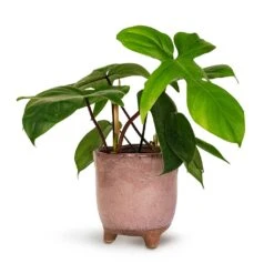 Philodendron Pedatum - Oak Leaf Philodendron -Plant potted plants Philodendron pedatum Oak Leaf Philodendron 12x25cm Kaat Plant Pot Old Pink 13x14cm