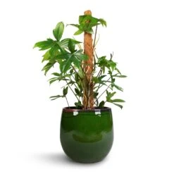 Philodendron Pedatum - Oak Leaf Philodendron - Moss Pole -Plant potted plants Philodendron pedatum Oak Leaf Philodendron Moss Pole 21x100cm Charlotte Plant Pot Green 29x25cm