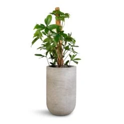 Philodendron Pedatum - Oak Leaf Philodendron - Moss Pole -Plant potted plants Philodendron pedatum Oak Leaf Philodendron Moss Pole 21x100cm Cody Plant Vase Ridged Cement 28x45cm