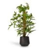 Philodendron Pedatum - Oak Leaf Philodendron - Moss Pole 2 Philodendron Pedatum - Oak Leaf Philodendron - Moss Pole -Plant potted plants Philodendron pedatum Oak Leaf Philodendron Moss Pole 21x100cm RaindropTubeRoundPlanter Anthracite 30x26cm