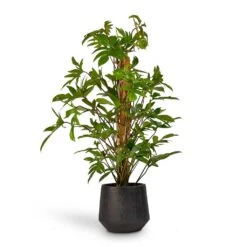 Raindrop Tube Round Planter - Anthracite -Plant potted plants Philodendron pedatum Oak Leaf Philodendron Moss Pole 21x100cm RaindropTubeRoundPlanter Anthracite 30x26cm de92da5b c83d 4884 bf57 be27979a39fd