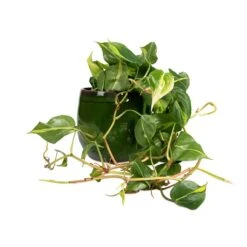 Philodendron Scandens Brasil - Sweetheart Plant -Plant potted plants Philodendron scandens Brasil Sweetheart Plant 15x40cm Charlotte Plant Pot Green 23x20cm